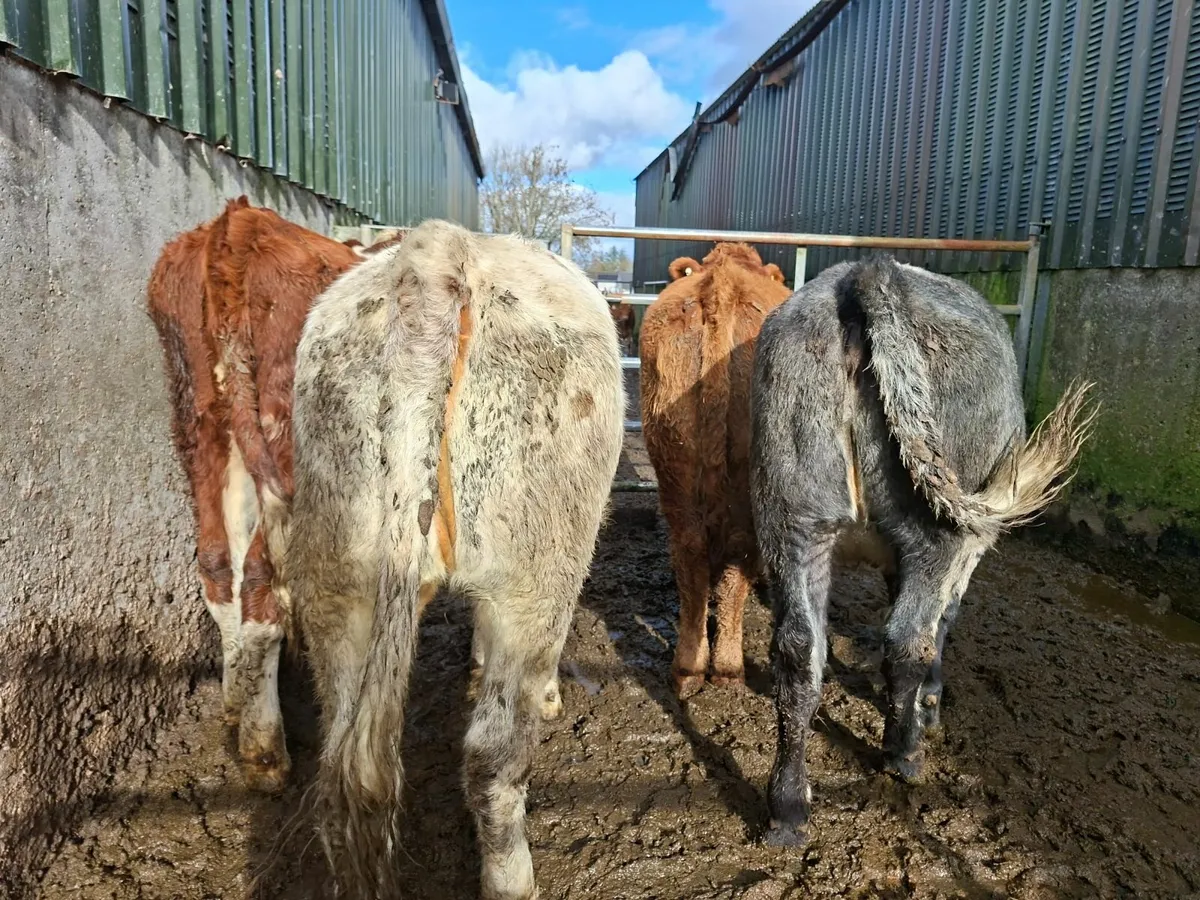 Roan Limousine and Blue Heifers - Image 2