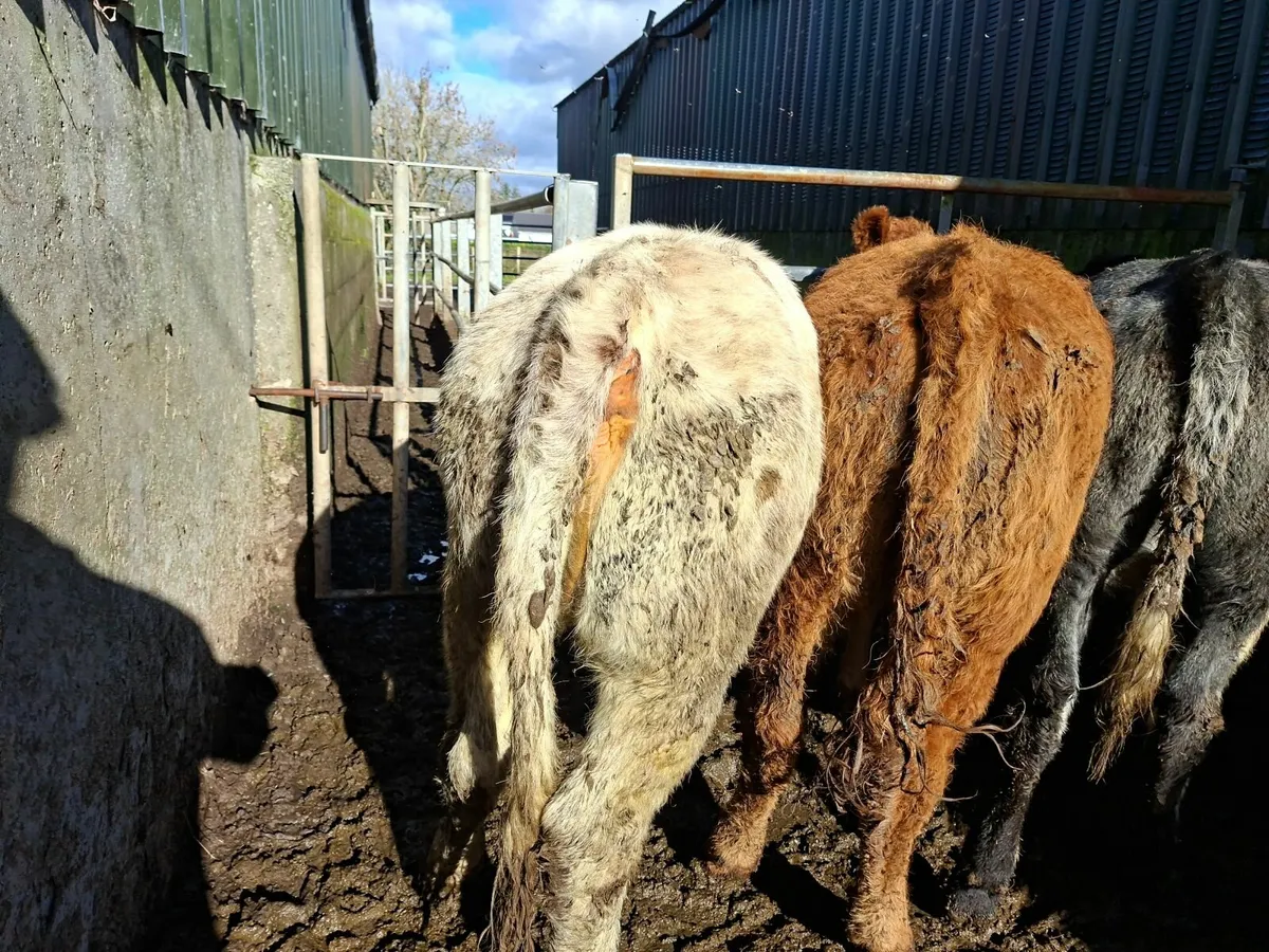Roan Limousine and Blue Heifers - Image 3