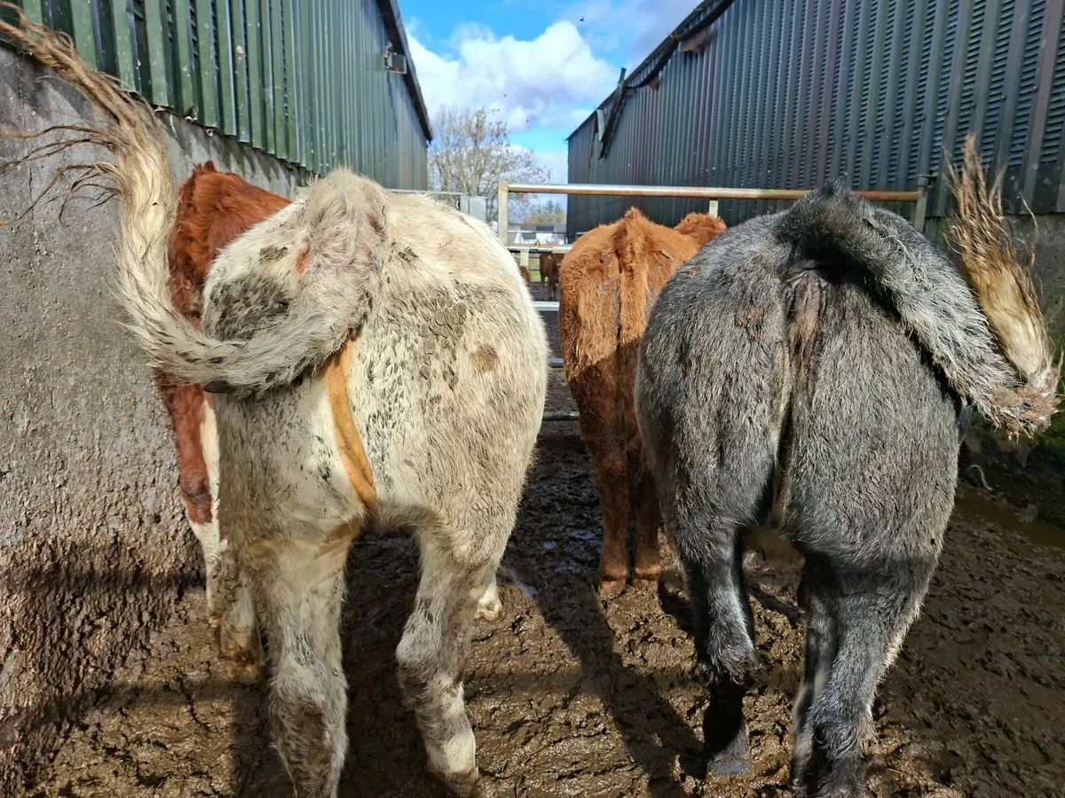 Roan Limousine and Blue Heifers - Image 4