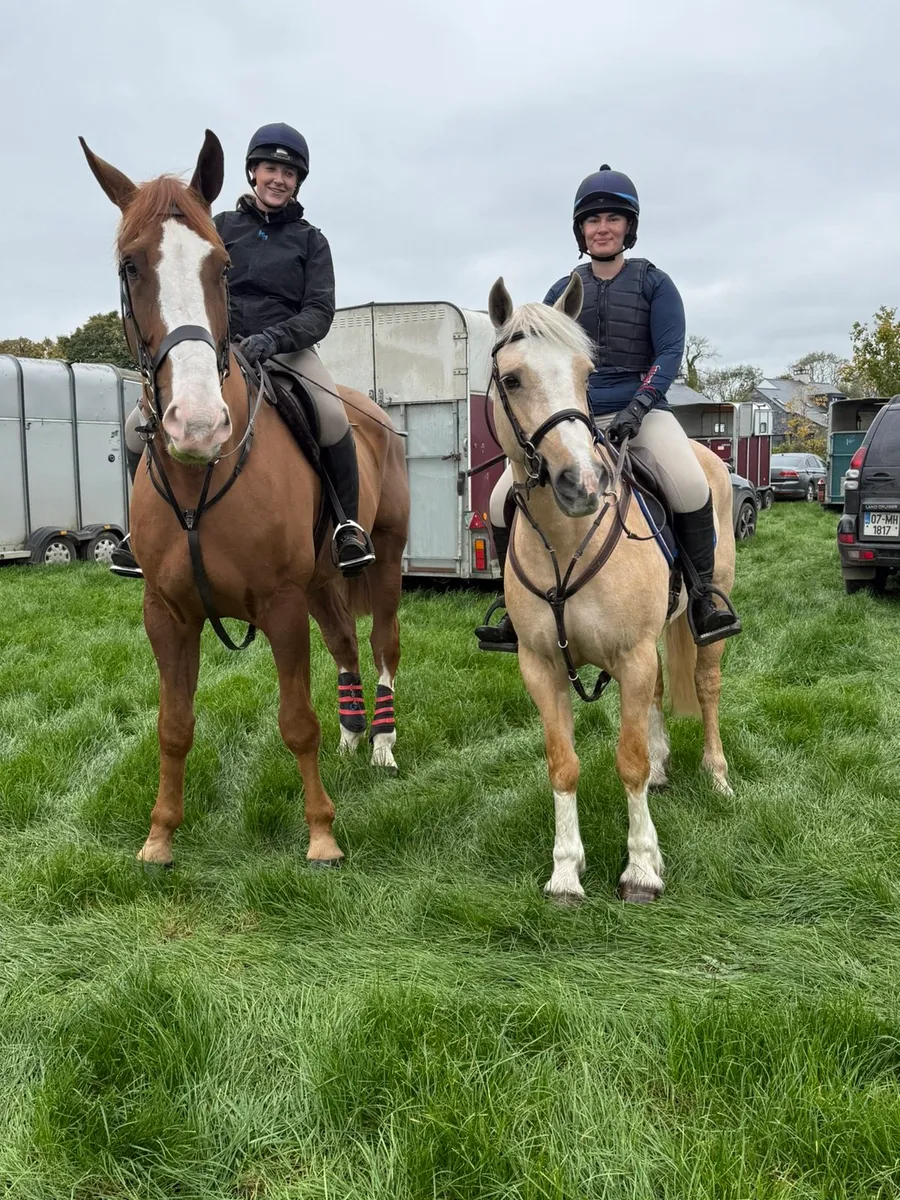 Welsh sections D 15 year old mare - Image 1