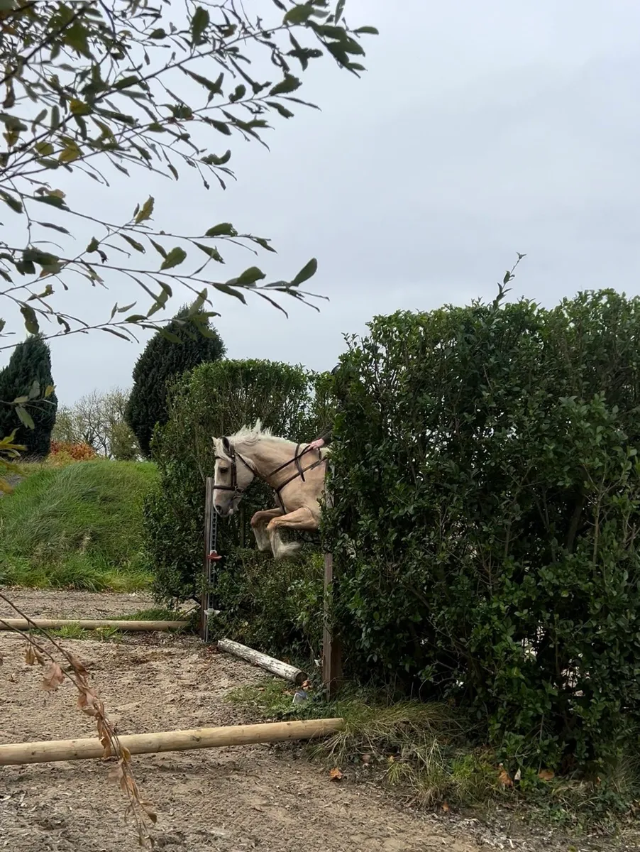 Welsh sections D 15 year old mare - Image 2