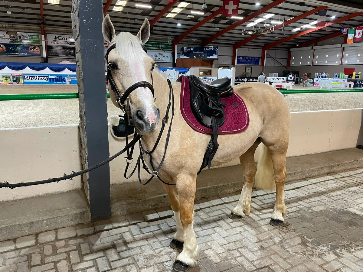 Welsh sections D 15 year old mare - Image 3