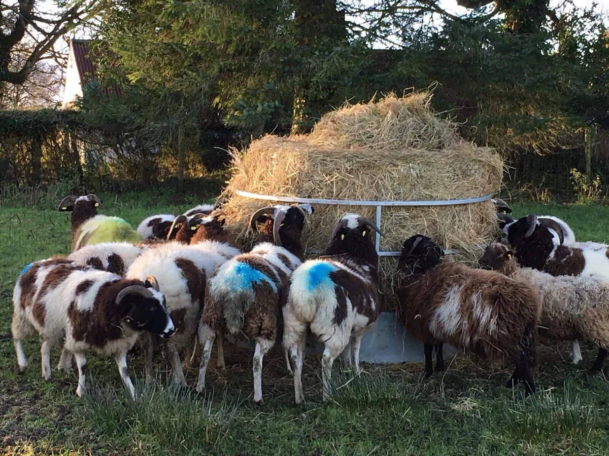 Sheep Hay Feeder - Image 3