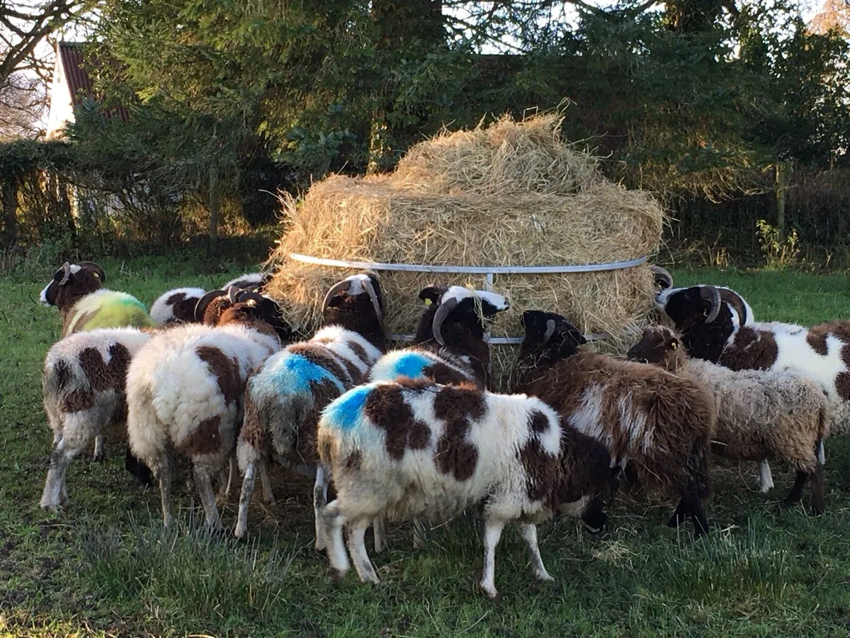 Sheep Hay Feeder - Image 4