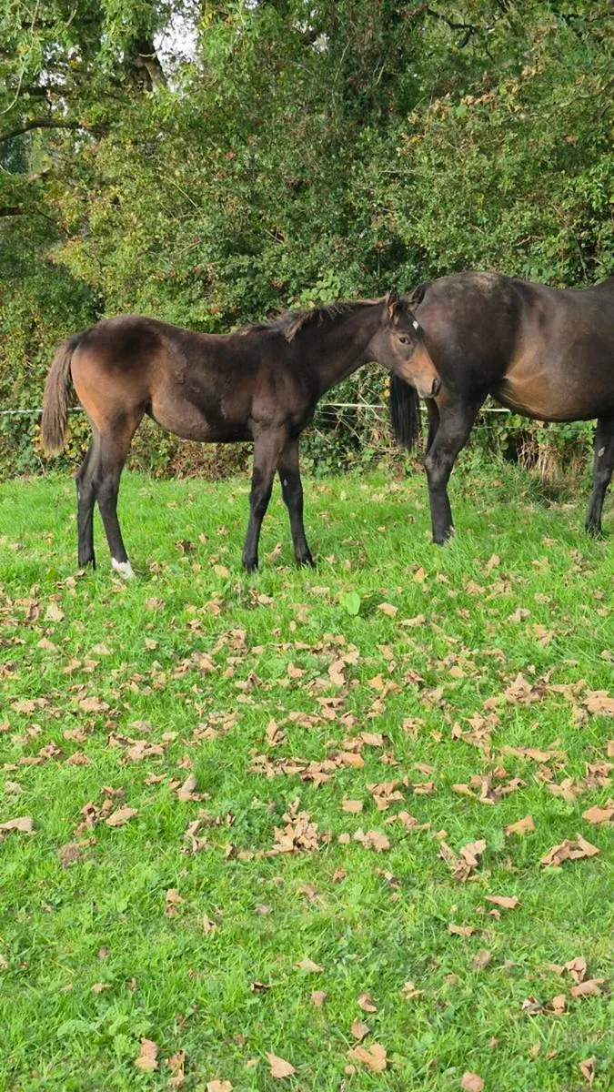 Almighwar foal