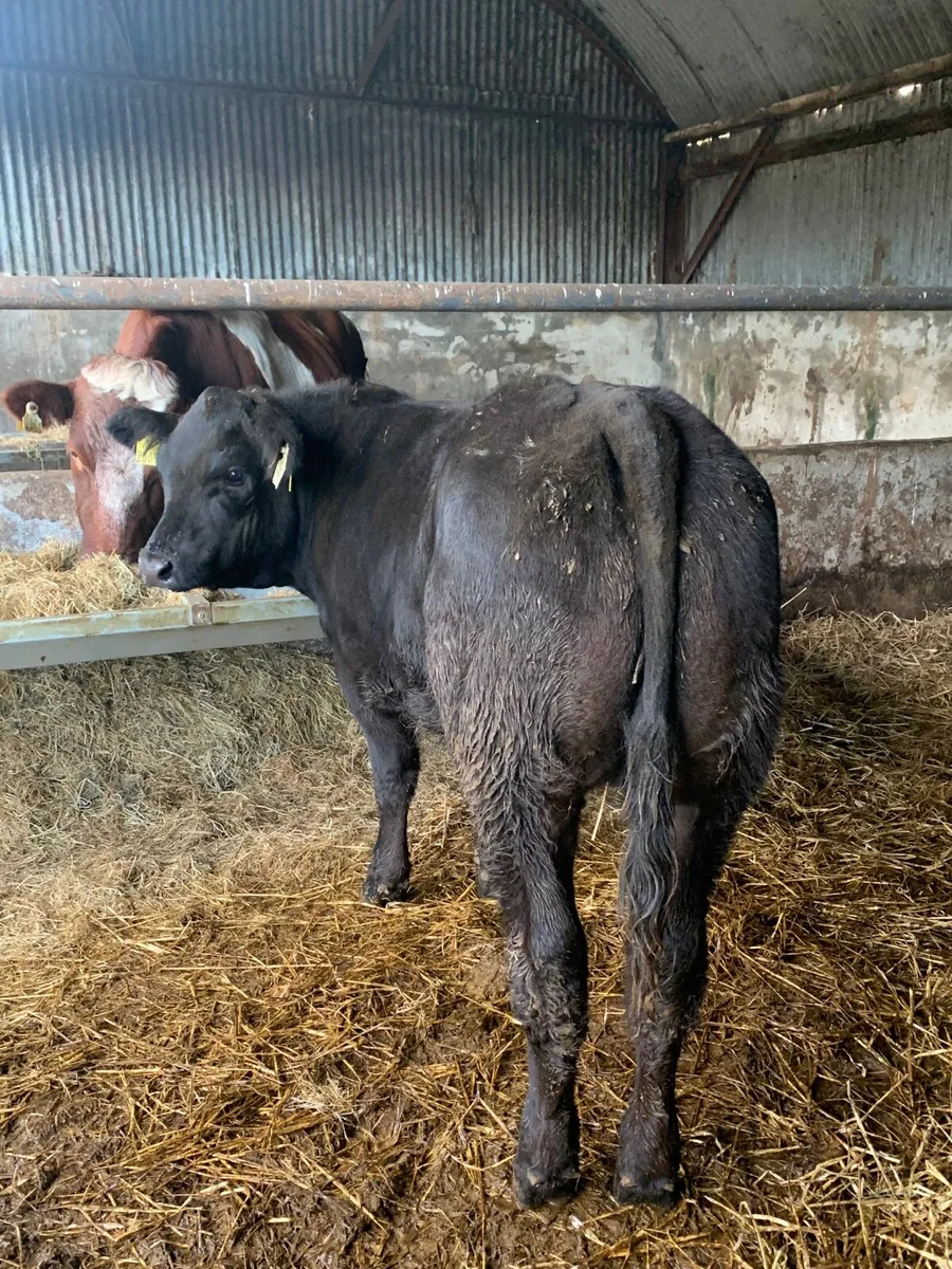 Super Quality 4⭐️ Lm/Bb Heifer for sale - Image 4