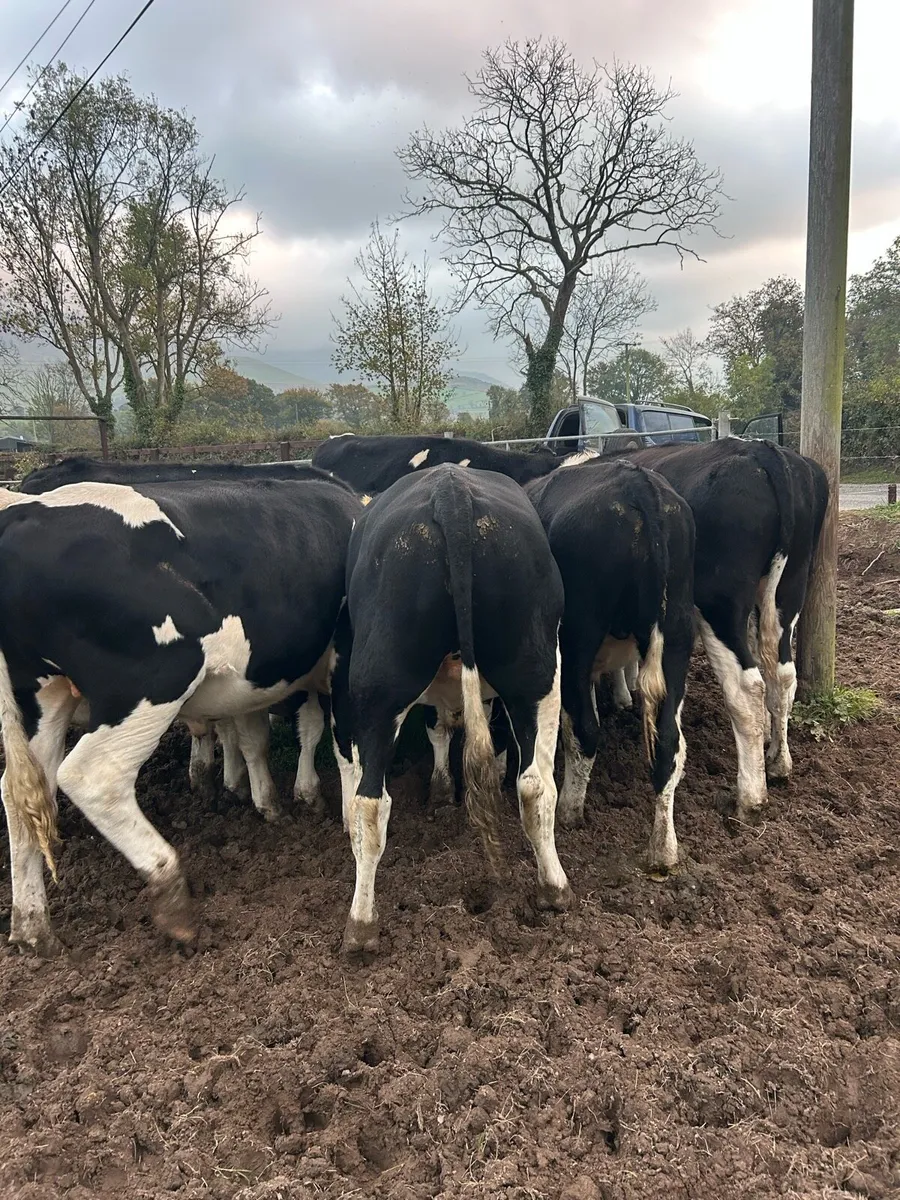 Fresin bullocks - Image 1