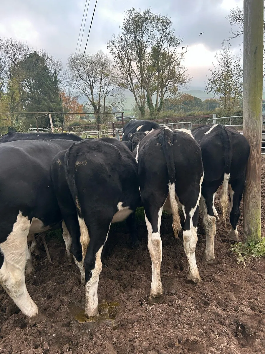 Fresin bullocks - Image 2