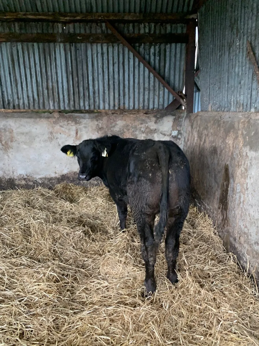 Super Quality 4⭐️ Lm/Bb Heifer for sale - Image 2