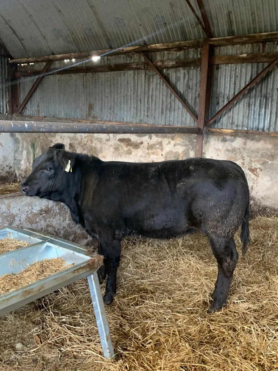 Super Quality 4⭐️ Lm/Bb Heifer for sale - Image 1
