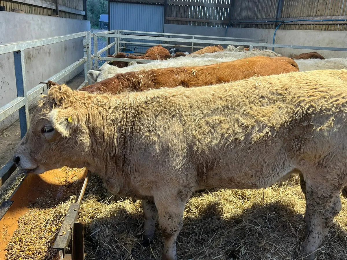 Charolais Heifers - Image 3