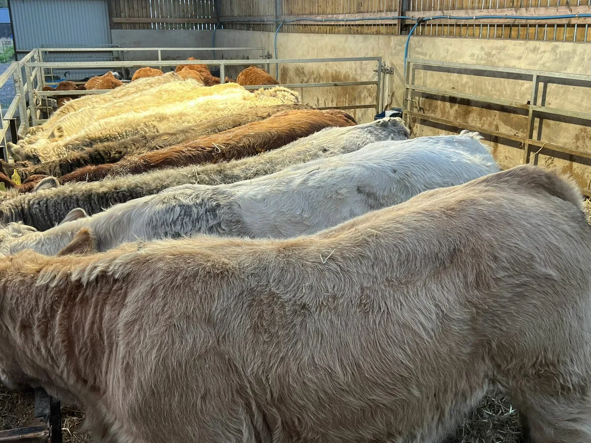 Charolais Heifers - Image 1