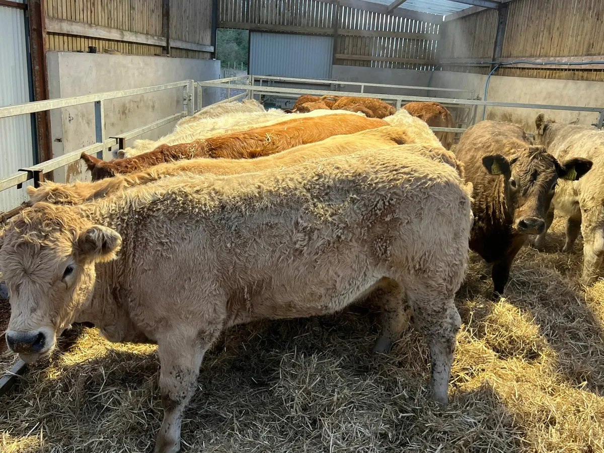 Charolais Heifers - Image 2