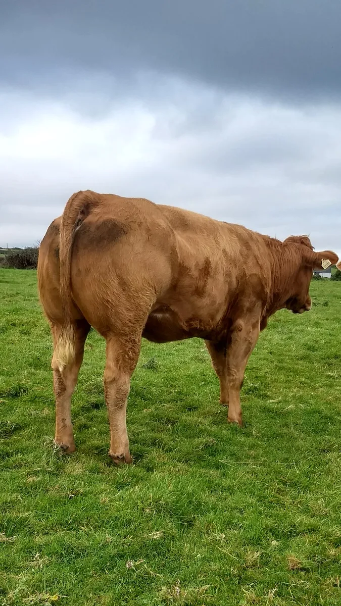 Breeding heifers ballymote mart. - Image 1