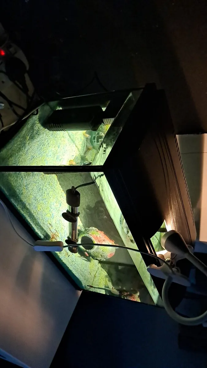 70 litre fish tank - Image 1