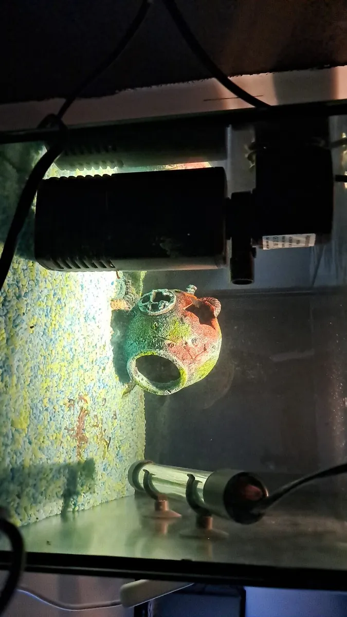 70 litre fish tank - Image 2