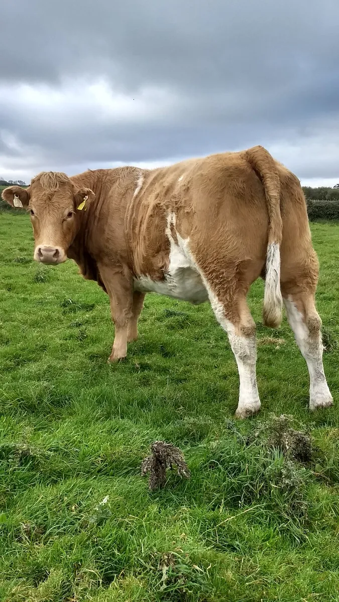 Breeding heifers ballymote mart. - Image 2