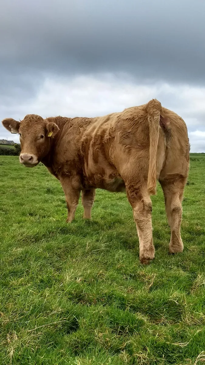 Breeding heifers ballymote mart. - Image 3
