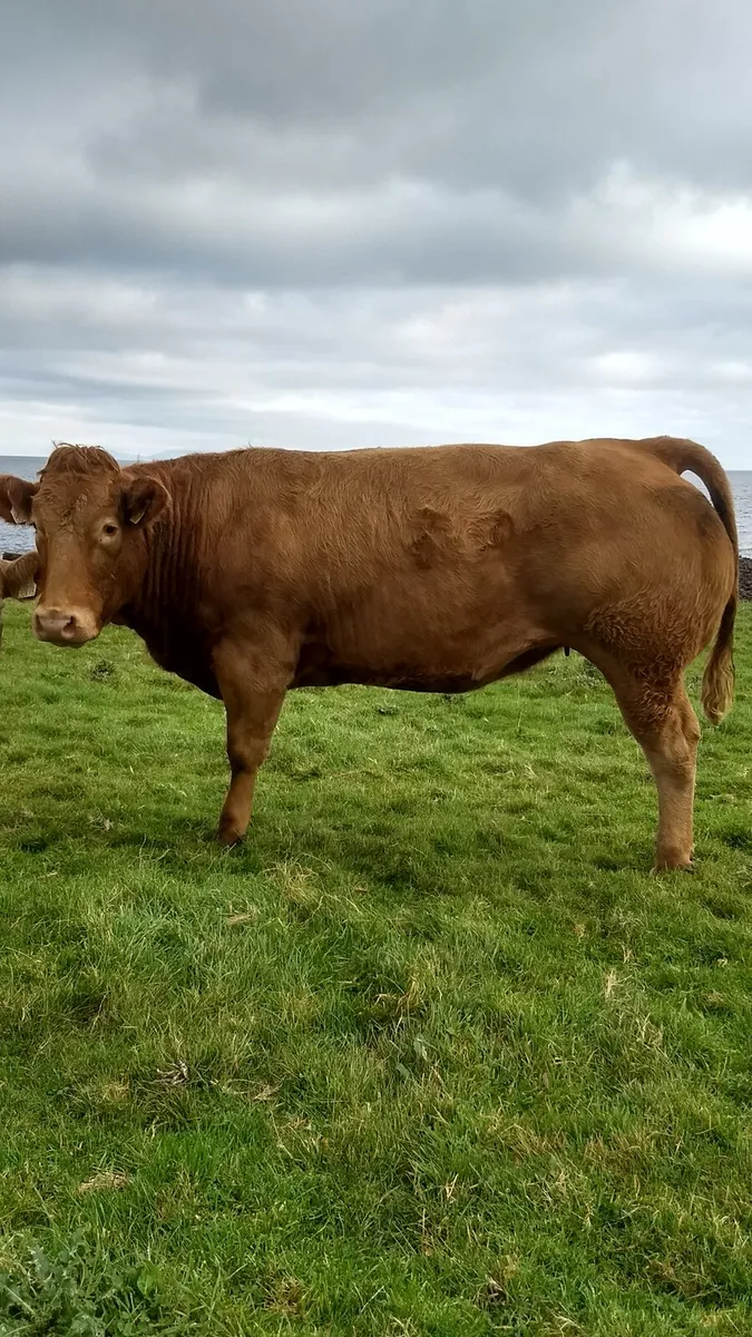 Breeding heifers ballymote mart. - Image 4