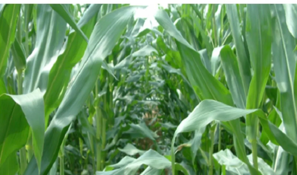 Maize silage