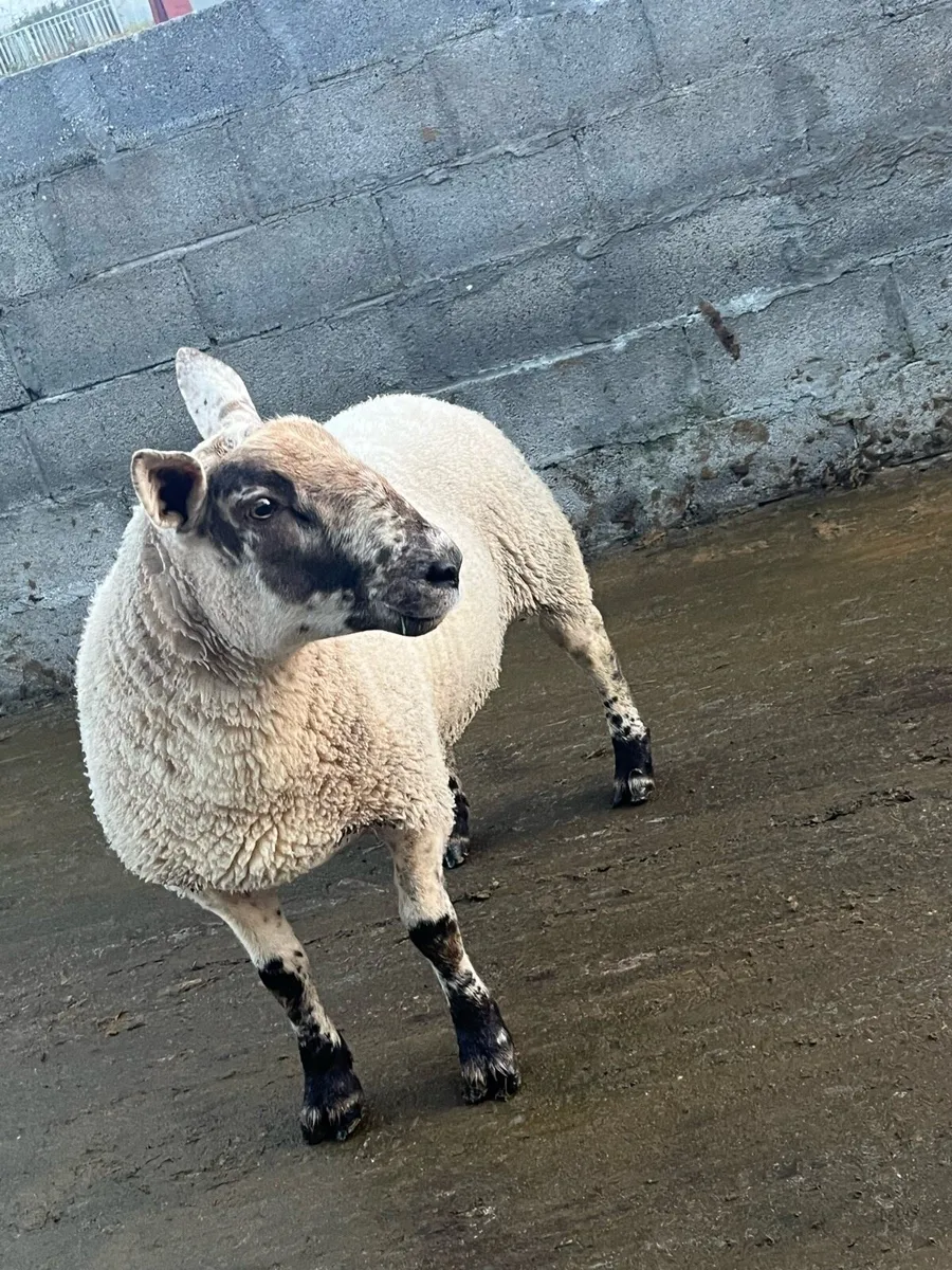 Suftex hogget ram - Image 1
