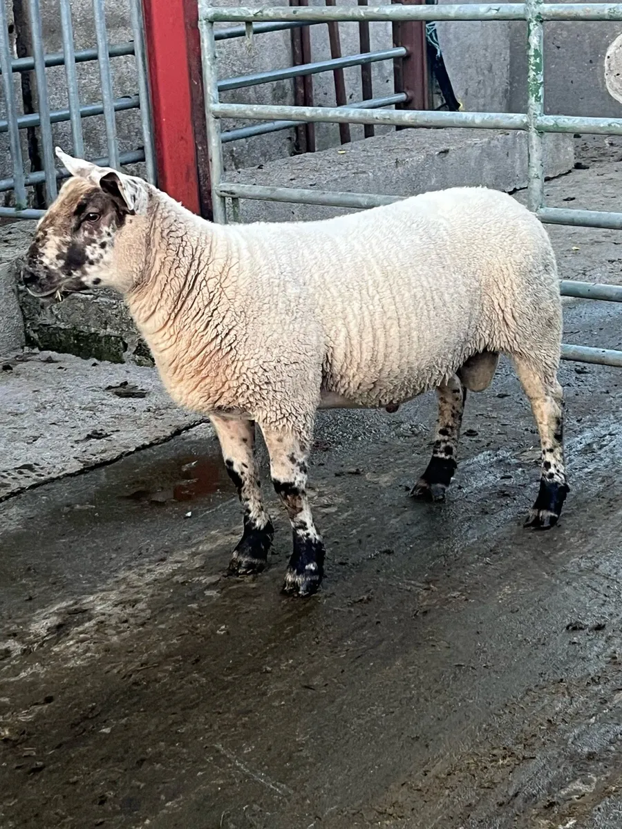 Suftex hogget ram - Image 2
