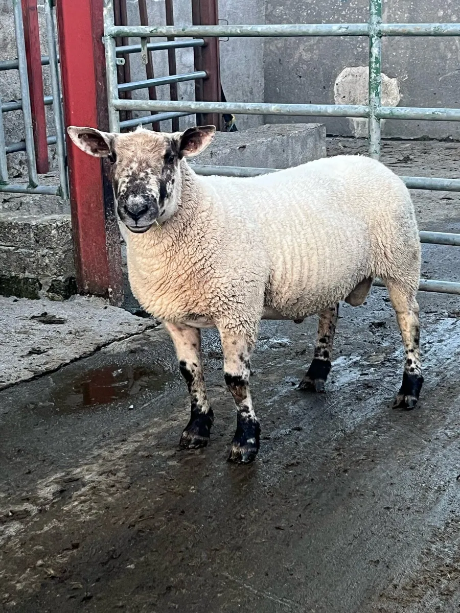 Suftex hogget ram - Image 3