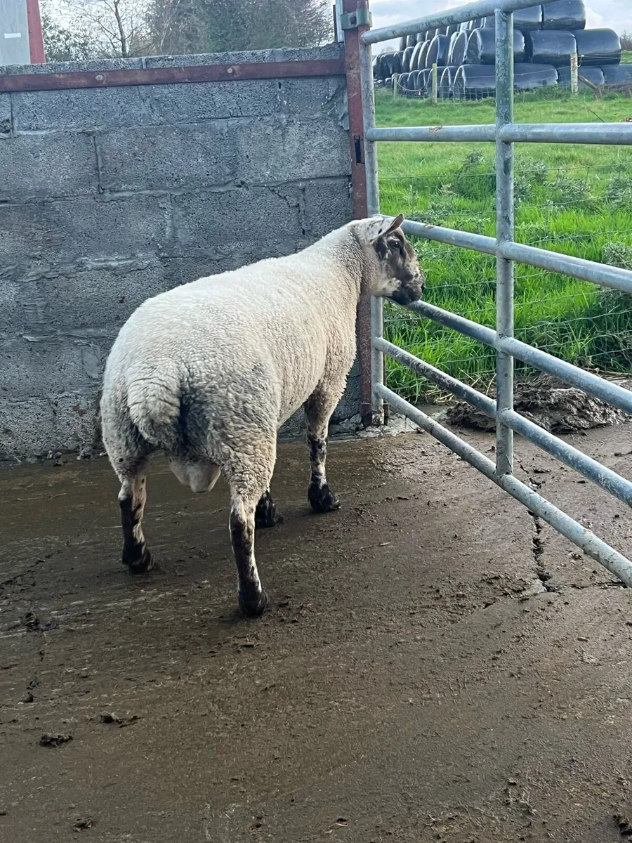 Suftex hogget ram - Image 4