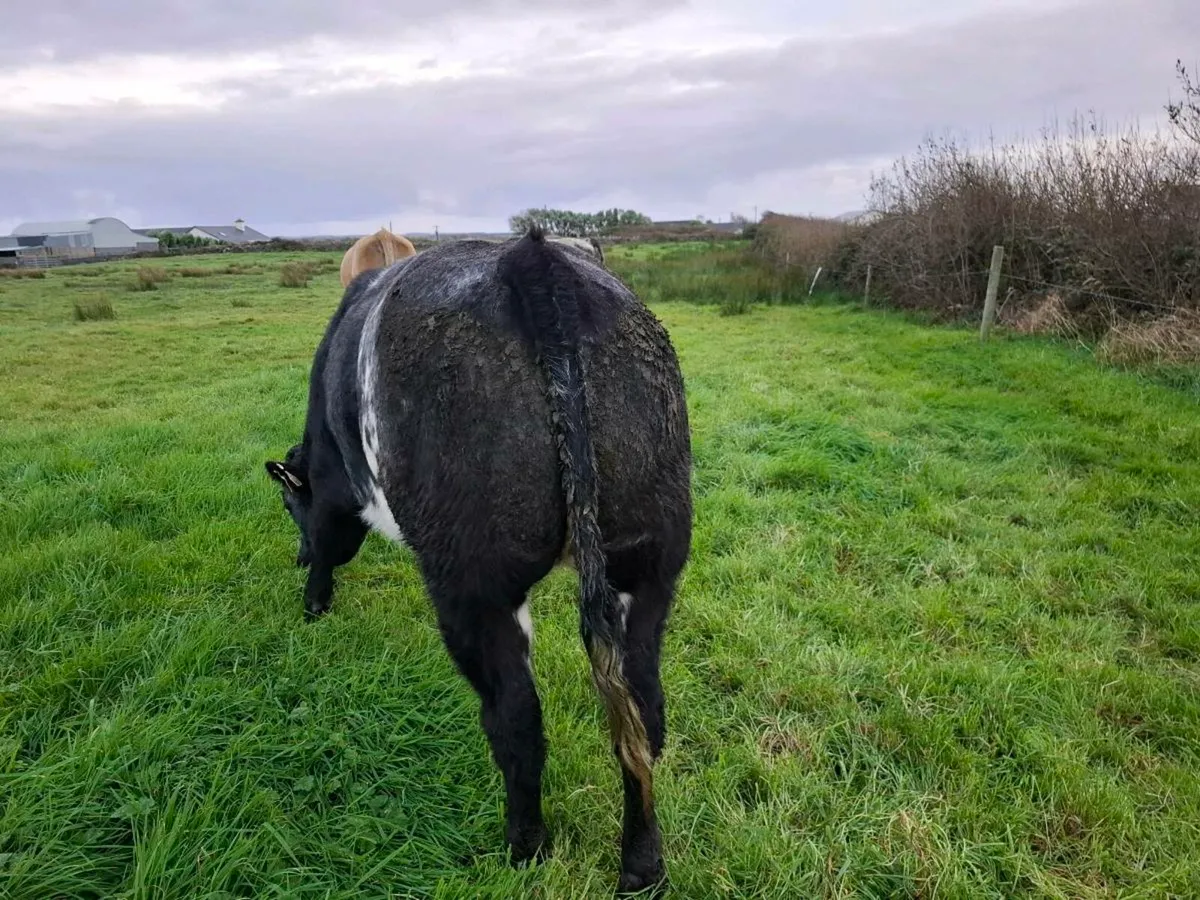 Belgium blue heifers - Image 1