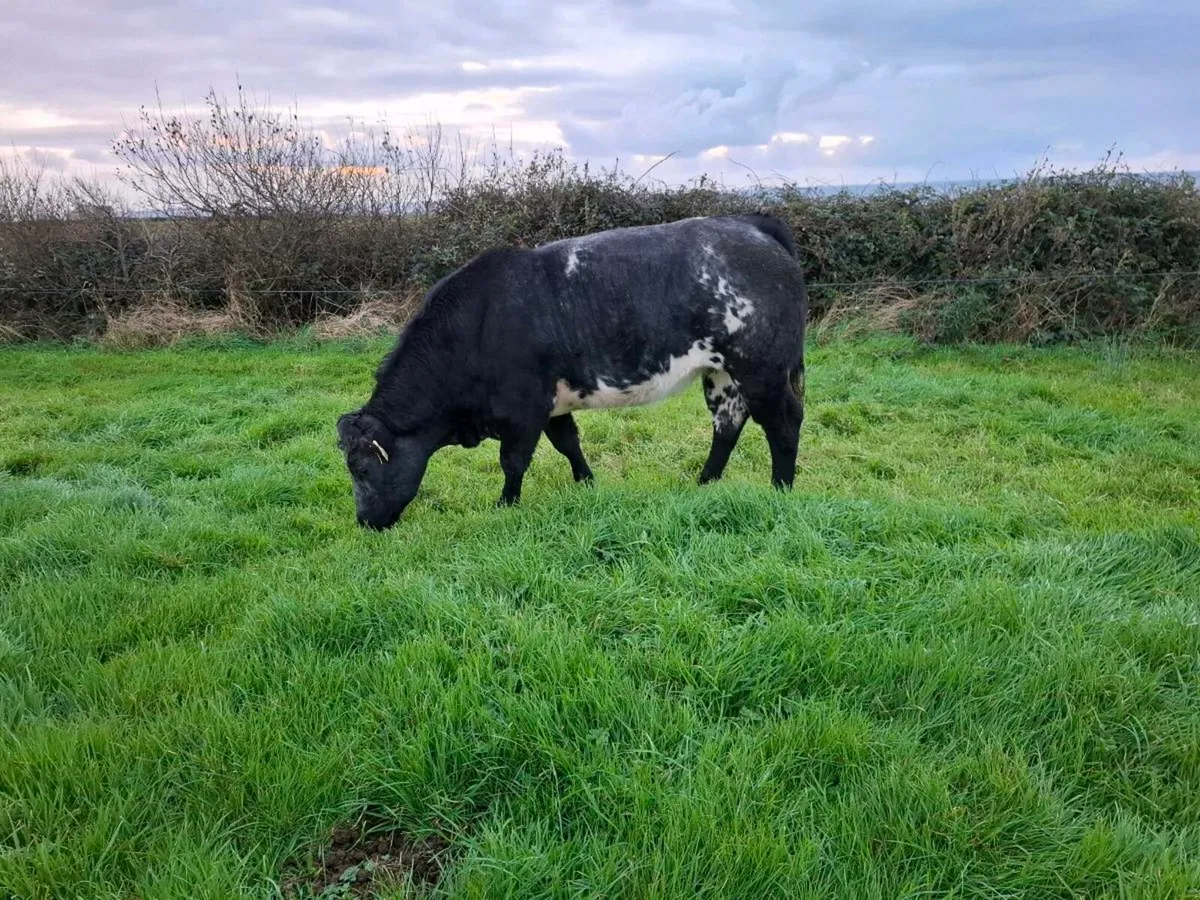 Belgium blue heifers - Image 2