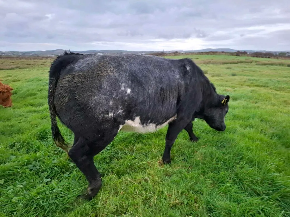 Belgium blue heifers - Image 3