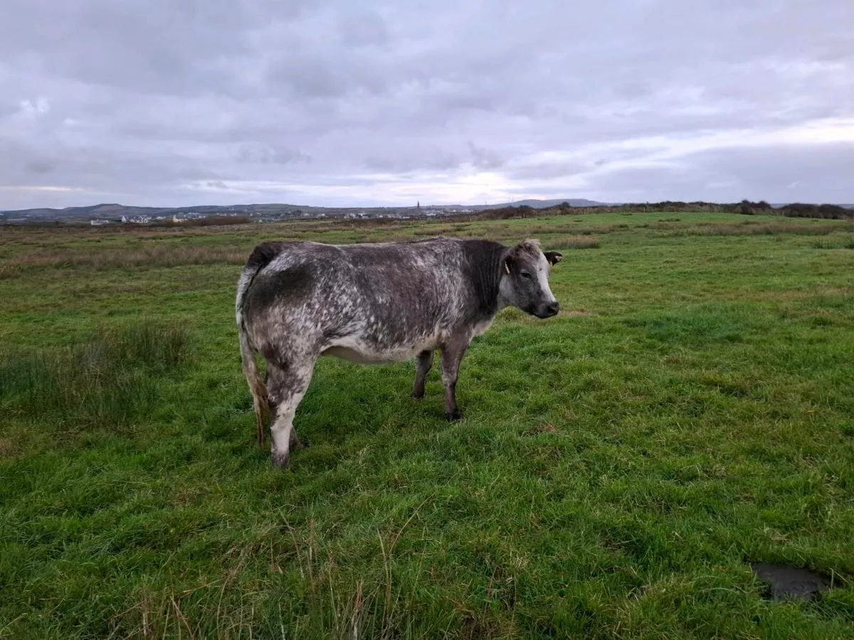 Belgium blue heifers - Image 4