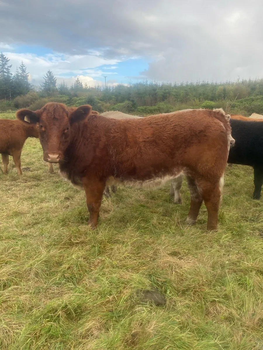 2 breeding heifers for Gort mart Thurs 23rd Oct - Image 1
