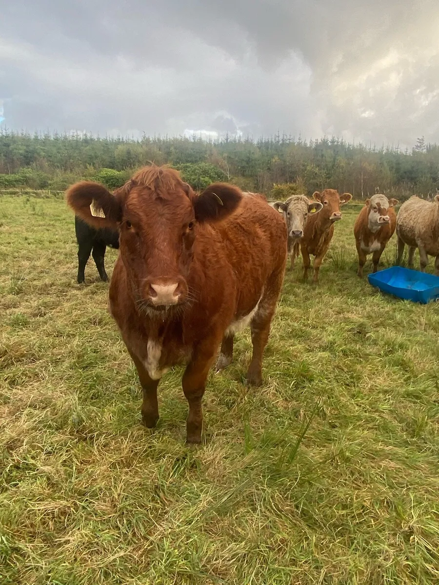 2 breeding heifers for Gort mart Thurs 23rd Oct - Image 2