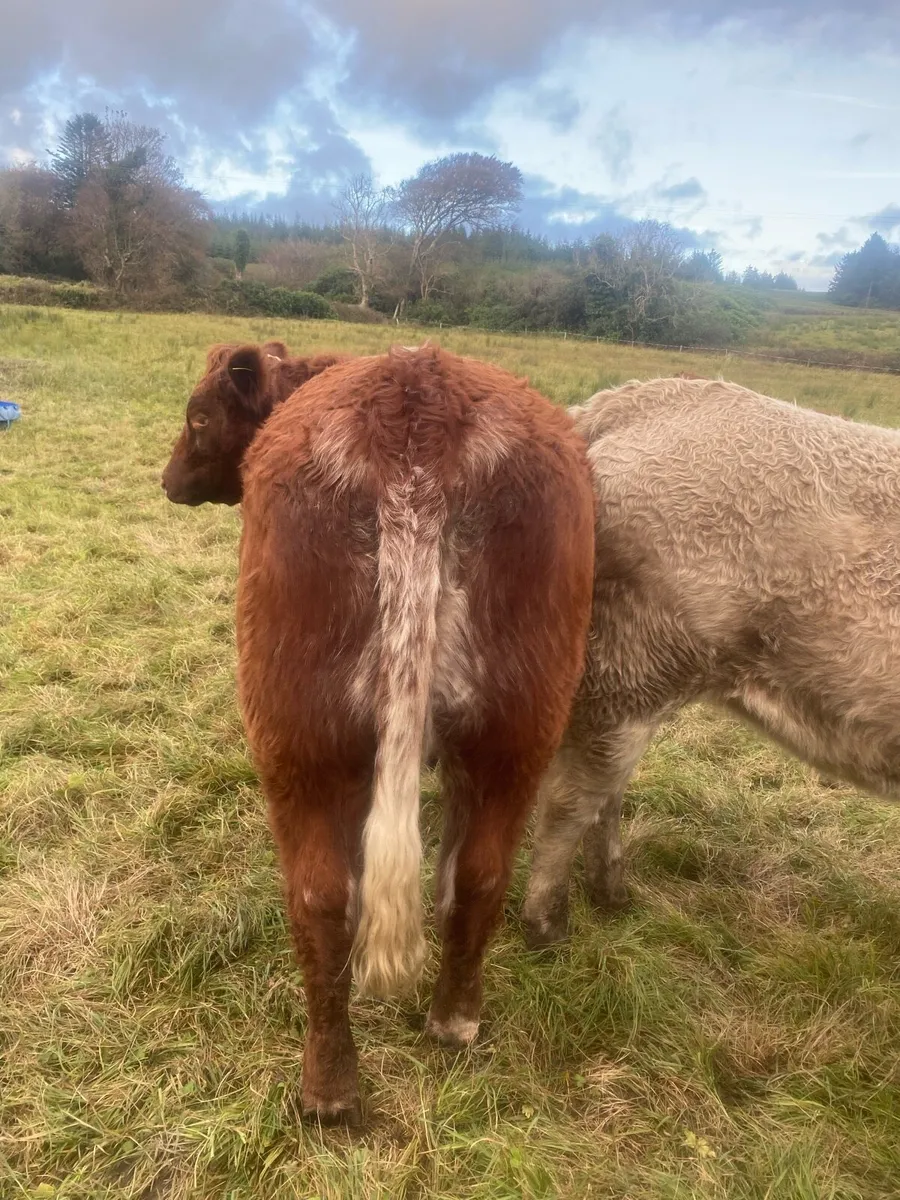 2 breeding heifers for Gort mart Thurs 23rd Oct - Image 3