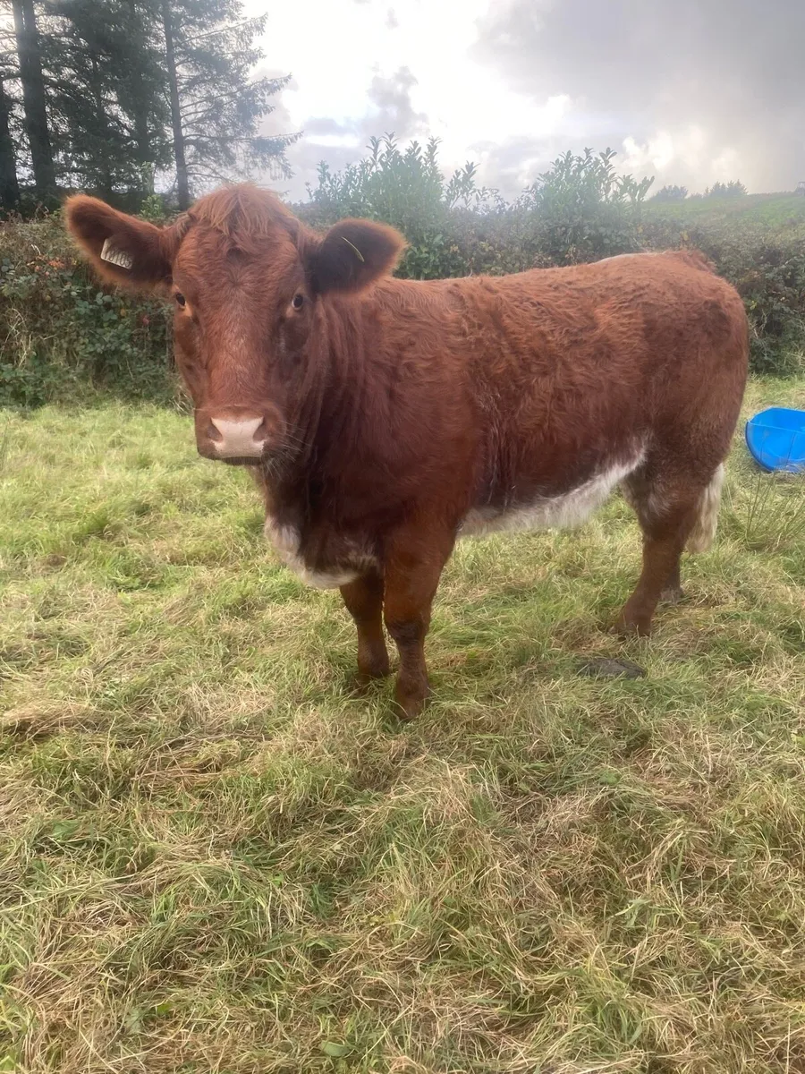 2 breeding heifers for Gort mart Thurs 23rd Oct - Image 4