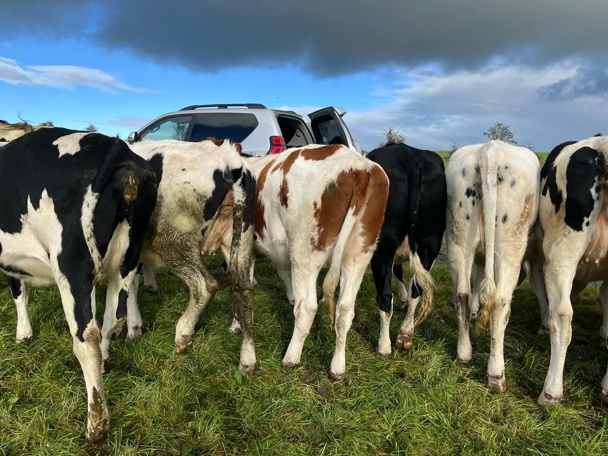 Dairy Stock - Image 1