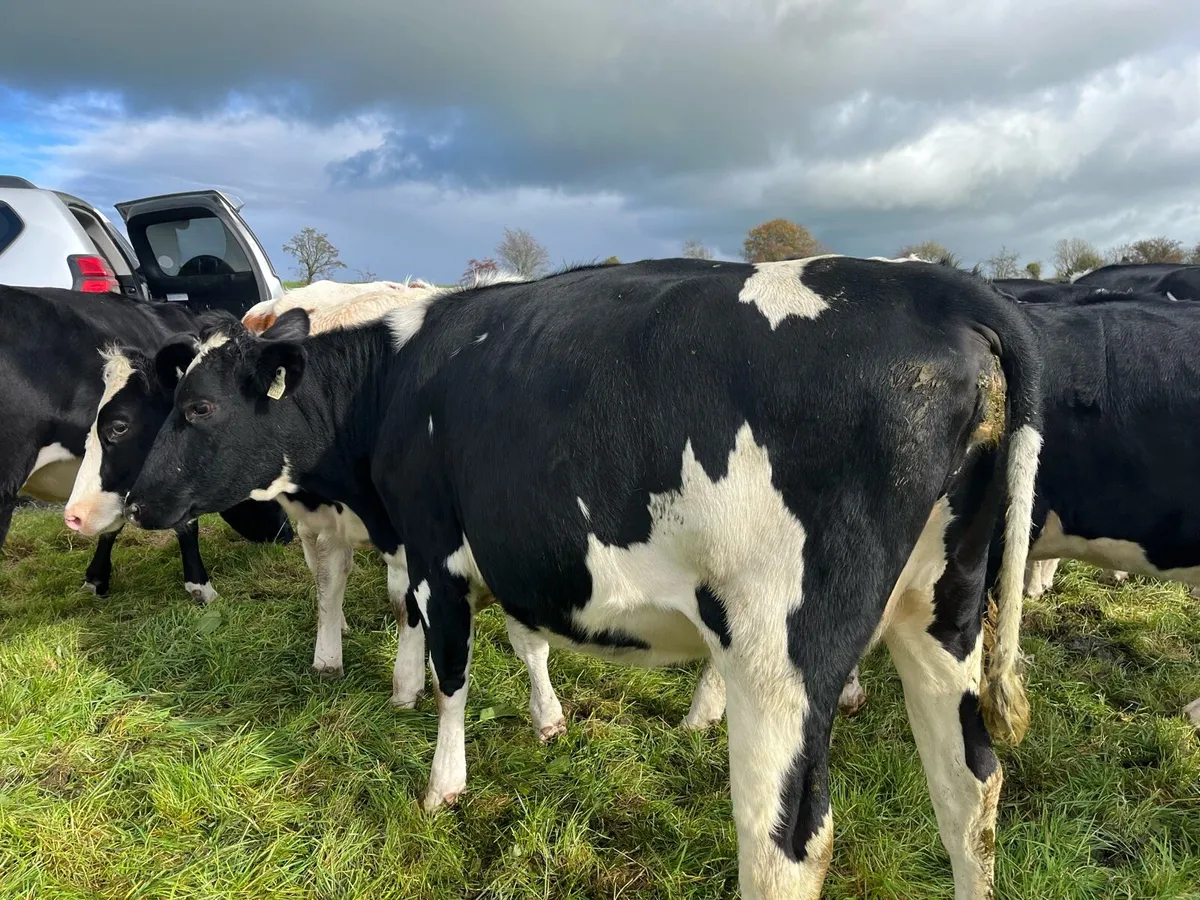 Dairy Stock - Image 2