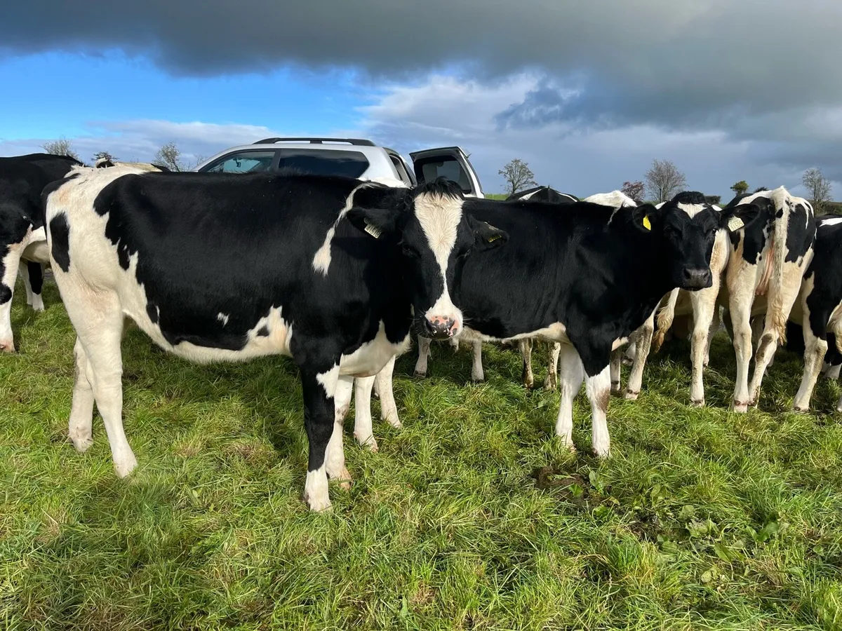 Dairy Stock - Image 3