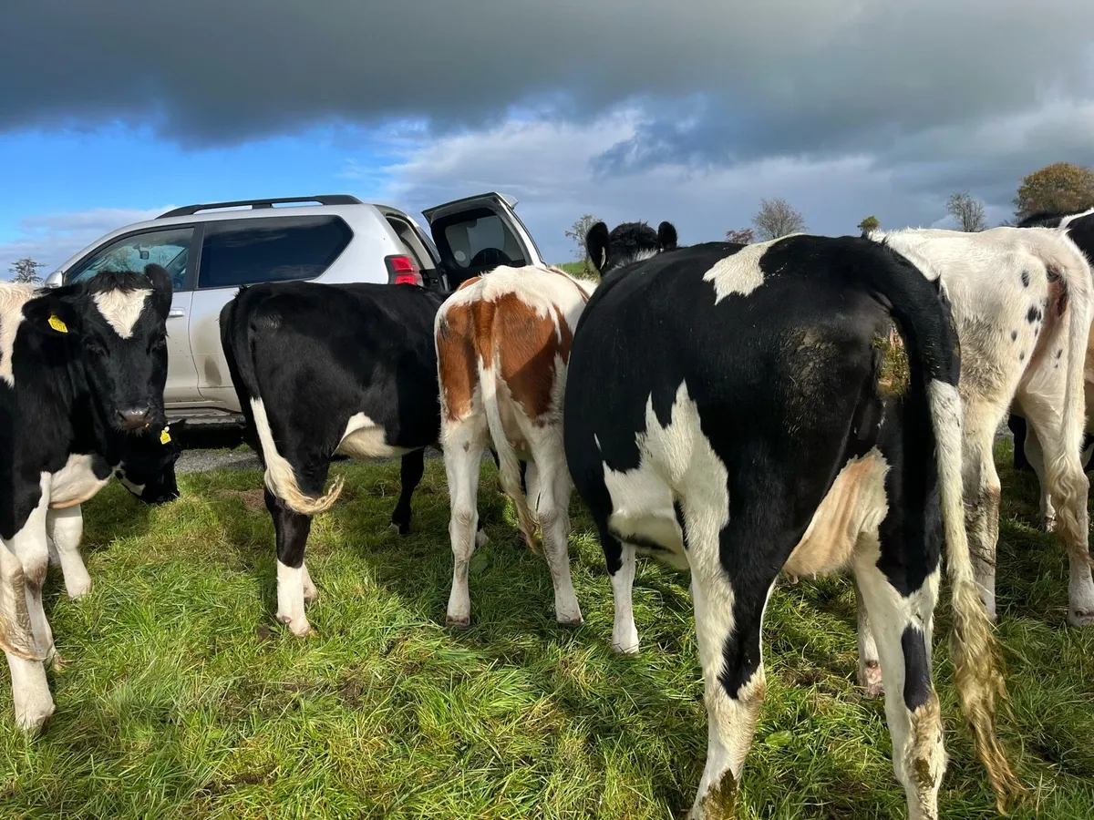 Dairy Stock - Image 4