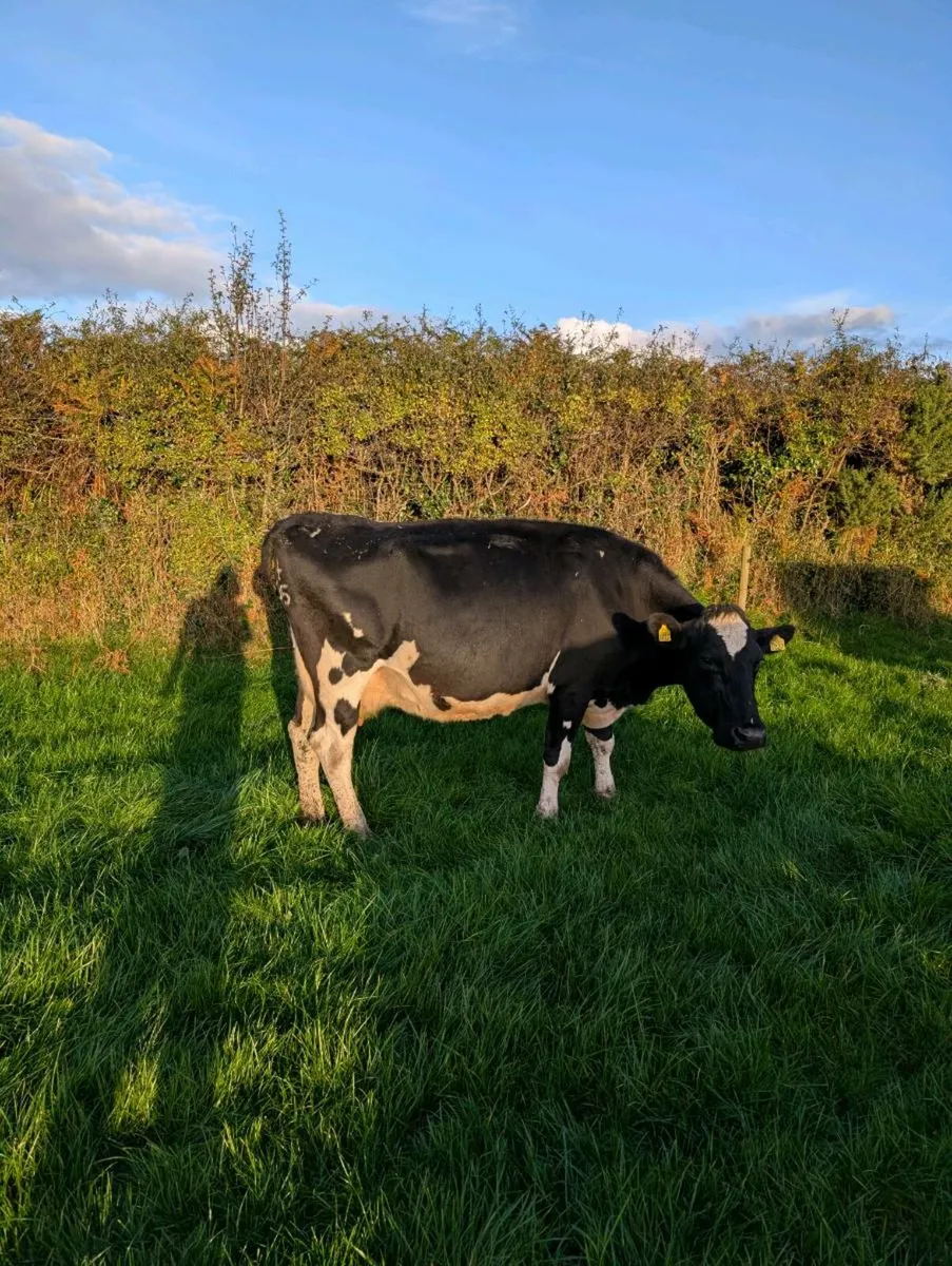 Pedigree fr cows - Image 1