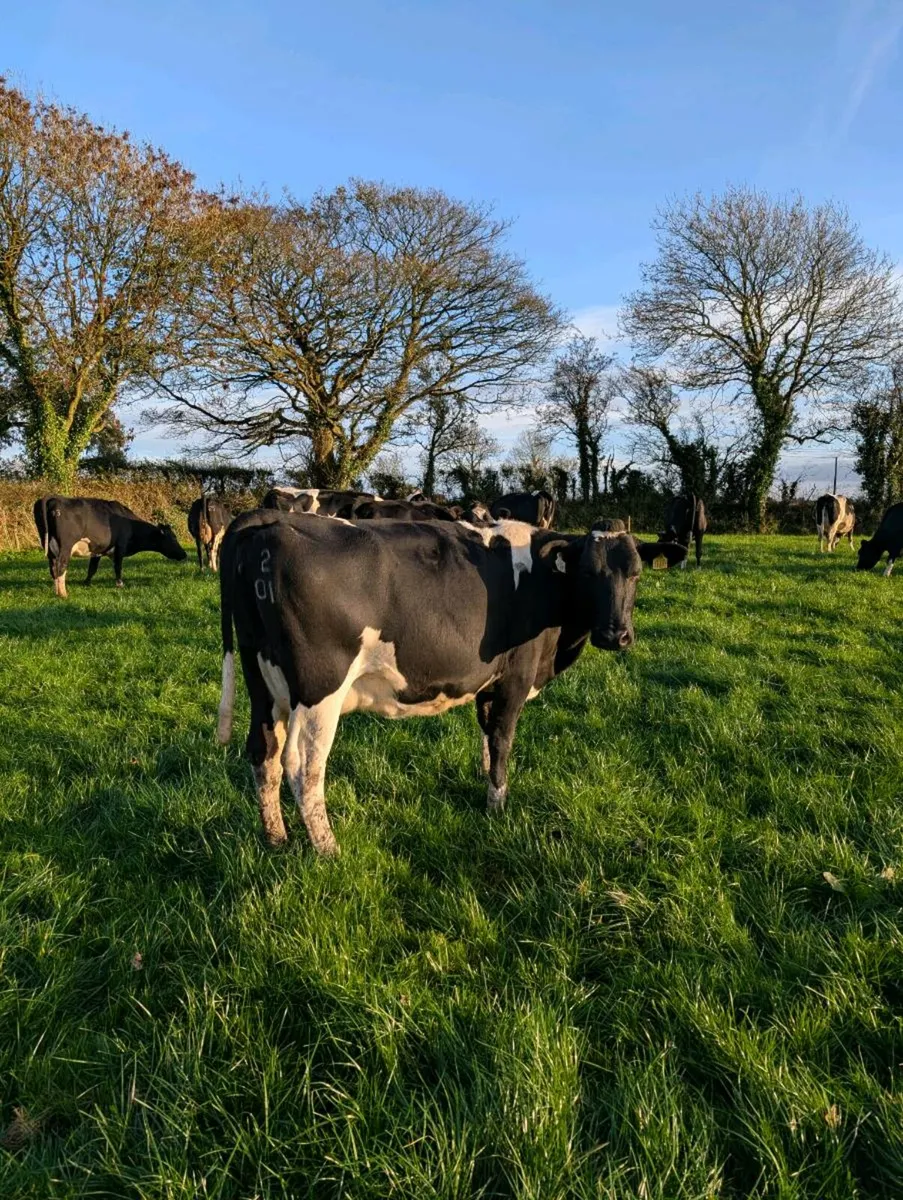 Pedigree fr cows - Image 3
