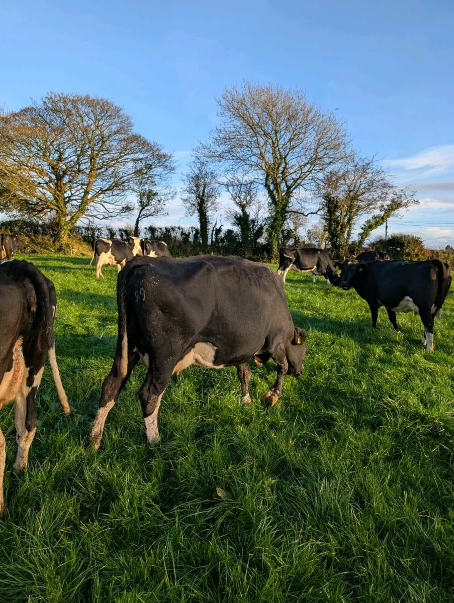 Pedigree fr cows - Image 4