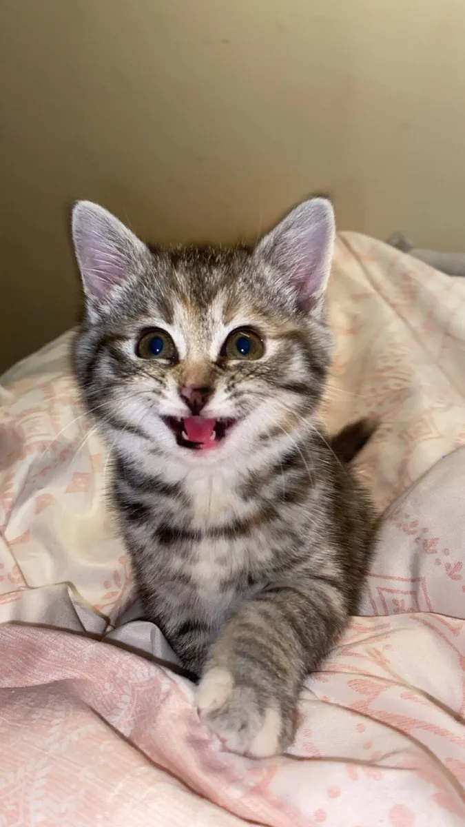 Kitten - Image 1
