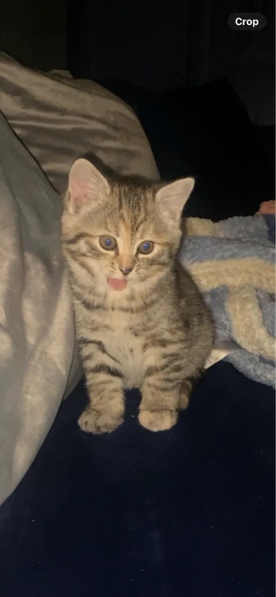 Kitten - Image 2
