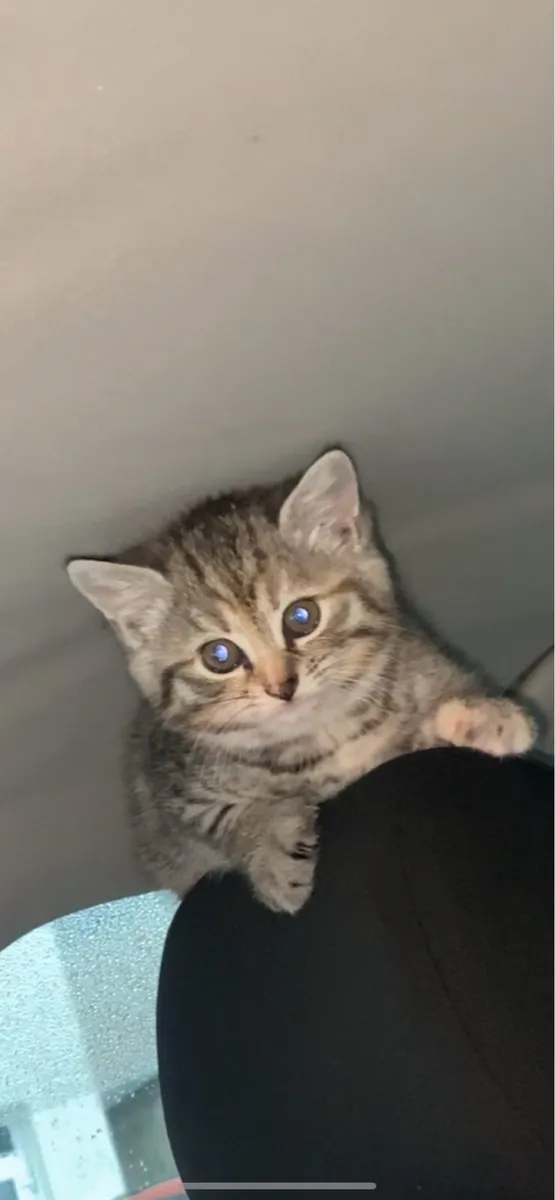 Kitten - Image 3