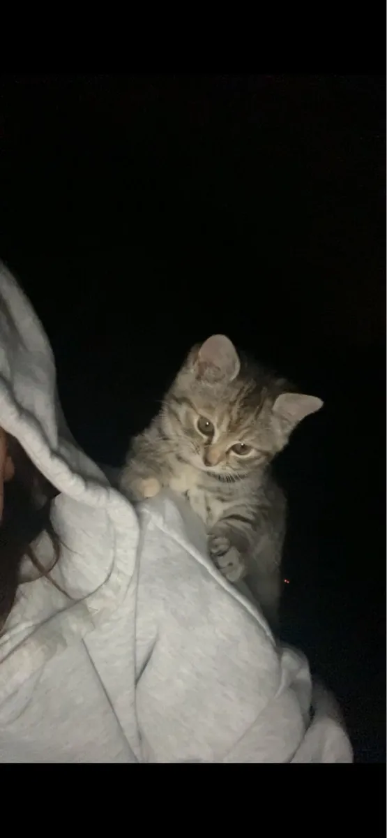 Kitten - Image 4