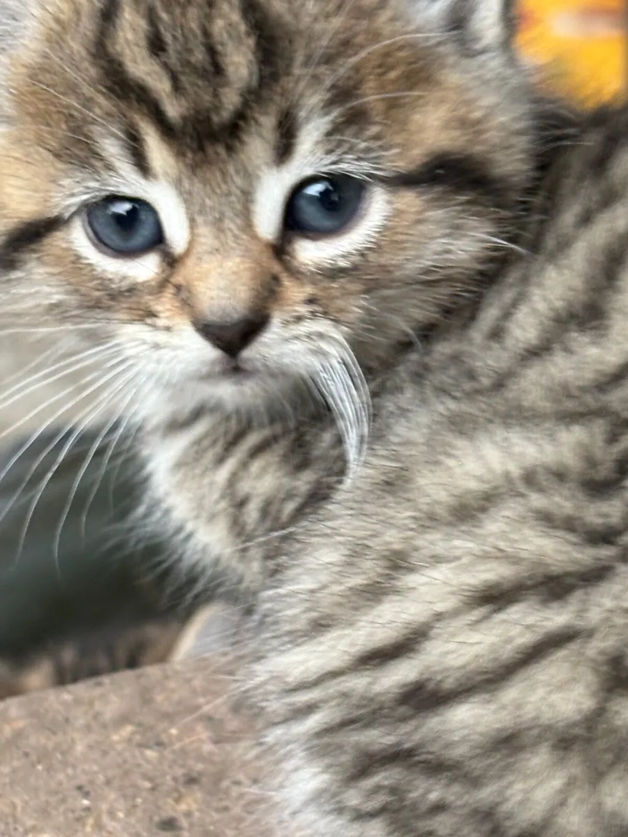 Kittens - Image 1
