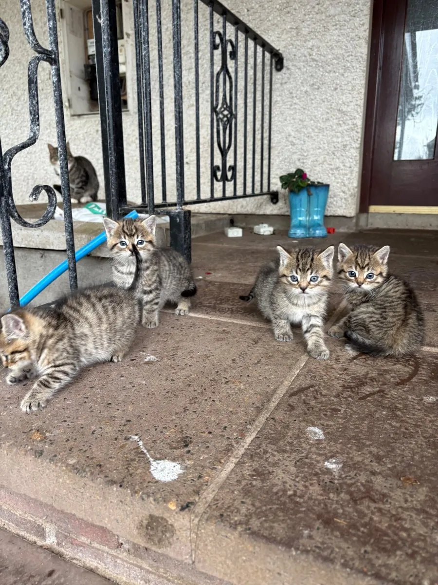 Kittens - Image 2