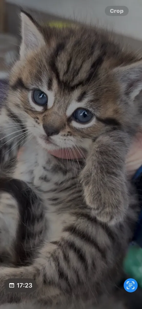 Kittens - Image 3